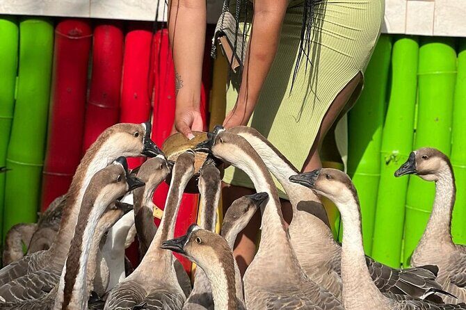 Bird Sanctuary and animal farm Day Tour - A Deep Dive into the Tour Experience