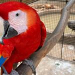 Bird Sanctuary and Montego Bay City Tour - Why This Tour Offers Great Value