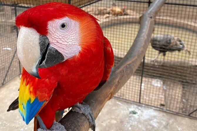 Bird Sanctuary and Montego Bay City Tour - Why This Tour Offers Great Value