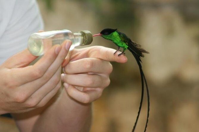 Bird Sanctuary (Montego Bay) Jamaica - An In-Depth Look at the Montego Bay Bird Sanctuary Tour
