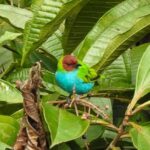 Bird watching ALL included - From Medellín - The Itinerary Breakdown
