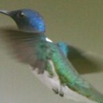 Bird-Watching and Wildlife Tour - An In-Depth Look at the Bird-Watching and Wildlife Tour