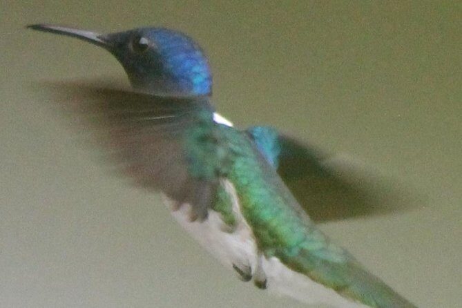 Bird-Watching and Wildlife Tour - An In-Depth Look at the Bird-Watching and Wildlife Tour