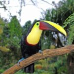 Bird Watching Near the Arenal Volcano - Why This Tour Offers Great Value