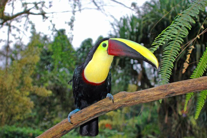 Bird Watching Near the Arenal Volcano - Why This Tour Offers Great Value
