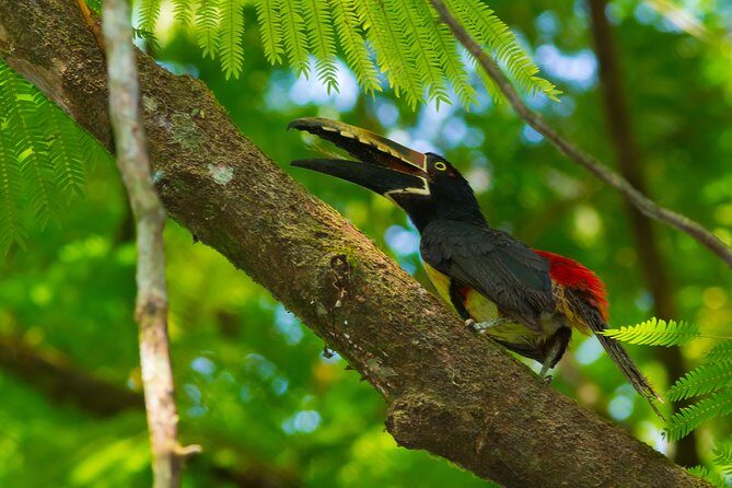 Bird watching Tour in La Fortuna - Who Should Consider This Tour?
