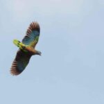 Bird Watching Tour in St Lucia - The Sum Up: Is This Tour Worth It?