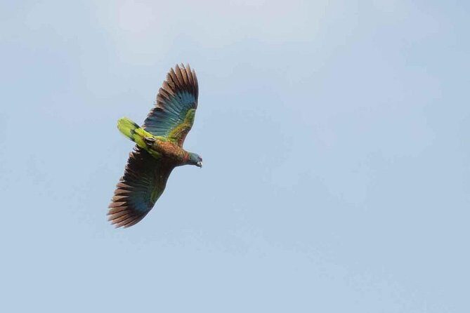 Bird Watching Tour in St Lucia - The Sum Up: Is This Tour Worth It?