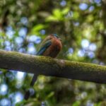 Bird Watching Tours - Frequently Asked Questions