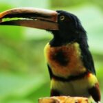 Bird Watching Tours with Sandra Plúa - Manabi, Ecuador - Final Thoughts
