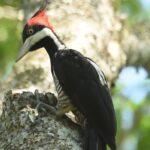 Birding and Nature Chaco Tour - Why You Should Consider This Tour