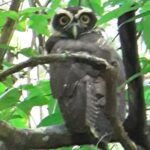 Birding in the Rainforest - A Deep Dive into the Birding Experience in Uvita
