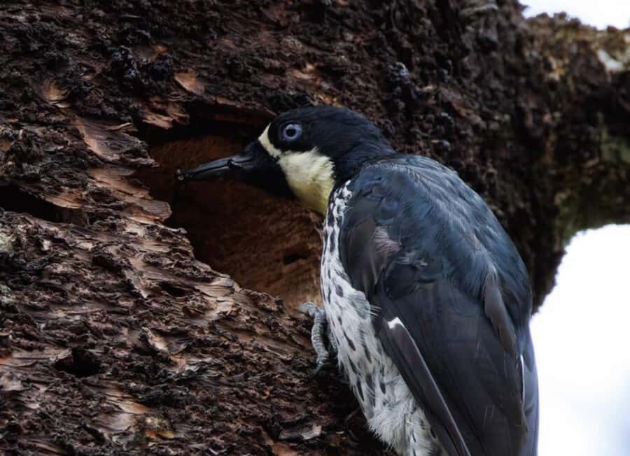 Birding Medellin with expert bird-watcher (Private) - Authentic Reviews from Bird Enthusiasts