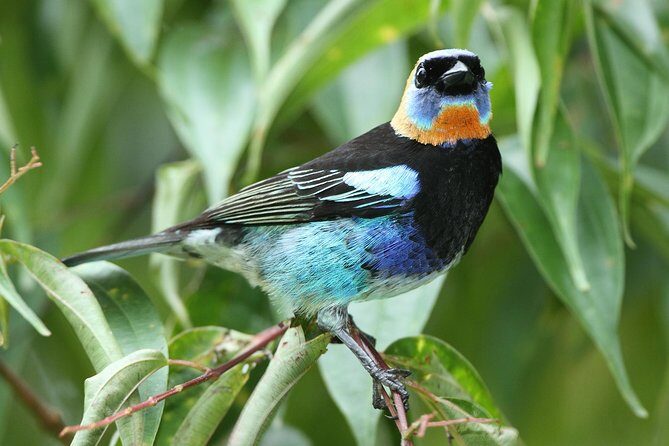 Birding Metropolitan Natural Park - A Detailed Look at the Itinerary