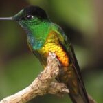 Birding & Nature to Chicaque Cloud Forest Nature Reserve - Exploring the Chicaque Cloud Forest Experience