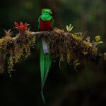 Birding the Monteverde Cloud Forest - Who Will Love This Tour?