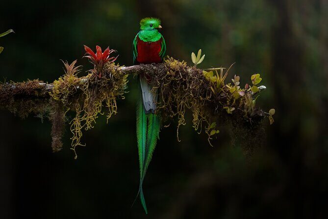 Birding the Monteverde Cloud Forest - Who Will Love This Tour?