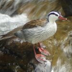 Birding Tour - Who Is This Tour Best For?