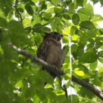 Birding Watching tour from San José - Authentic Experiences and Honest Reviews