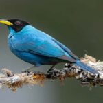 Birdwatching and Botany Tour at KM18 - An In-Depth Look at the KM18 Birdwatching and Botany Tour