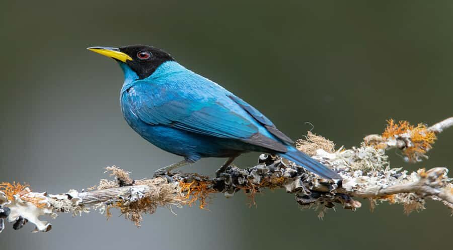 Birdwatching and Botany Tour at KM18 - An In-Depth Look at the KM18 Birdwatching and Botany Tour