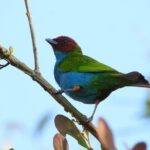 Birdwatching and Coffee Tour in Salento - Practical Details and Value