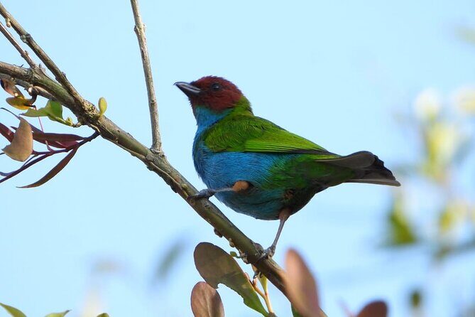 Birdwatching and Coffee Tour in Salento - Practical Details and Value