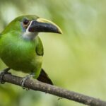 Birdwatching and Scenic Trail - Exploring Antiguas Birdwatching and Scenic Trails