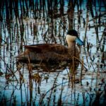 Birdwatching at Huacarpay Wetland in Cusco - Why This Tour Offers Good Value