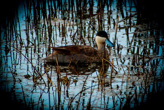 Birdwatching at Huacarpay Wetland in Cusco - Why This Tour Offers Good Value