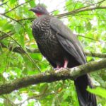 Birdwatching by the Lake Arenal - Frequently Asked Questions