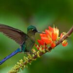 Birdwatching day at Chicaque Cloud Forest. - Authentic Experience and Genuine Expertise