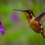 Birdwatching day in Chingaza and Observatorio de Colibries - Analyzing the Value