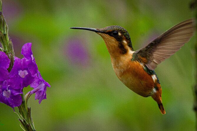 Birdwatching day in Chingaza and Observatorio de Colibries - Analyzing the Value