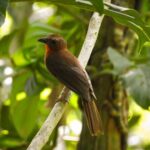 Birdwatching in a private nature reserve - The Value of This Birdwatching Experience