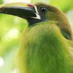 Birdwatching in Monteverde - FAQs