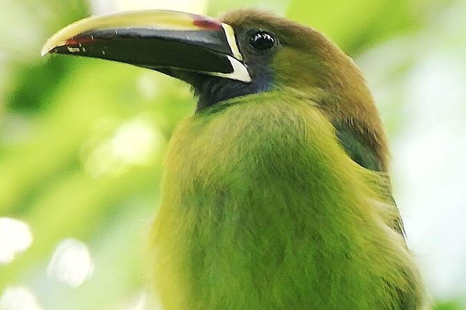 Birdwatching in Monteverde - FAQs