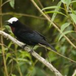 Birdwatching in Salento - The Sum Up