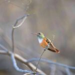 Birdwatching & Landscaping Tour in Lima - FAQs about the Birdwatching & Landscaping Tour in Lima