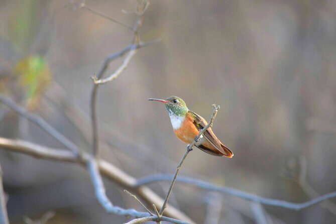 Birdwatching & Landscaping Tour in Lima - FAQs about the Birdwatching & Landscaping Tour in Lima