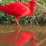 Birdwatching: Mangrove Eco-Boat Tour  Fauna & Flora - FAQ