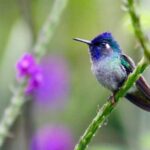 Birdwatching Tour at Mistico Park - What to Expect During Your Tour