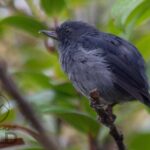Birdwatching tour at the Cloud Forest -Monteverde Wild- - Who Will Love This Tour?