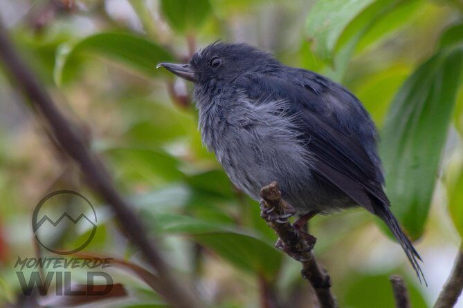 Birdwatching tour at the Cloud Forest -Monteverde Wild- - Who Will Love This Tour?