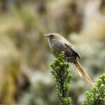 Birdwatching Tour in Cajas National Park from Cuenca - A Detailed Look at the Itinerary and Experience