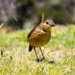 Birdwatching Tour in Cajas National Park from Cuenca - FAQ