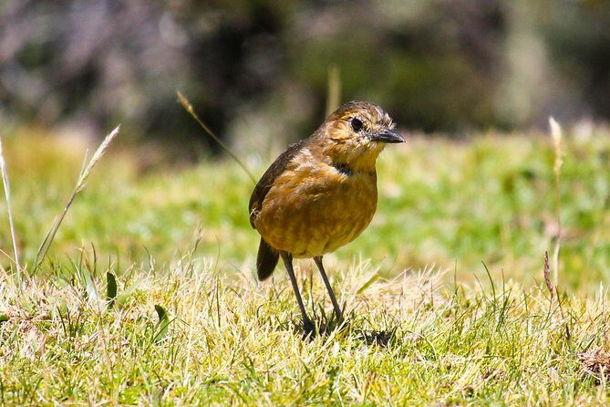 Birdwatching Tour in Cajas National Park from Cuenca - FAQ