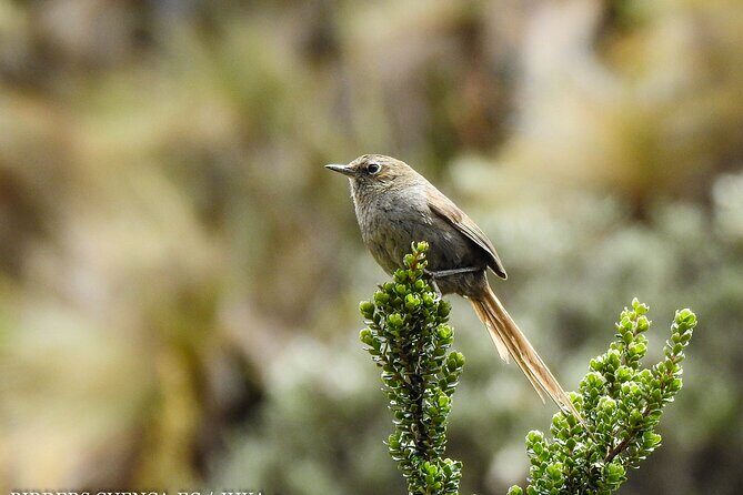 Birdwatching Tour in Cajas National Park from Cuenca - A Detailed Look at the Itinerary and Experience