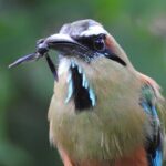 Birdwatching tour in Carara National Park - Practical Details: What You Need to Know