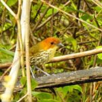 Birdwatching Tour in Giron and Yunguilla Jocotoco Reserve from Cuenca - The Sum Up